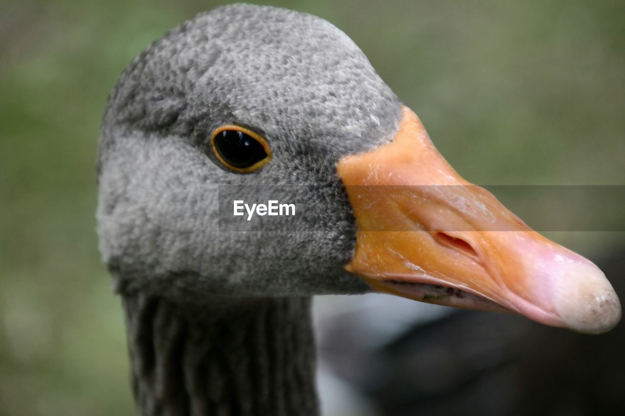 Close-up of duck in hyde park