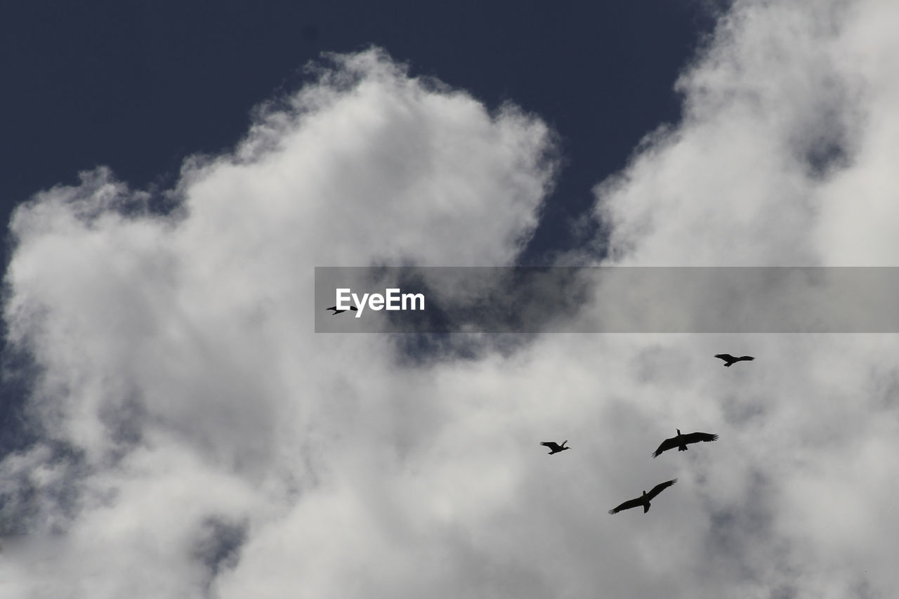 BIRDS FLYING IN SKY