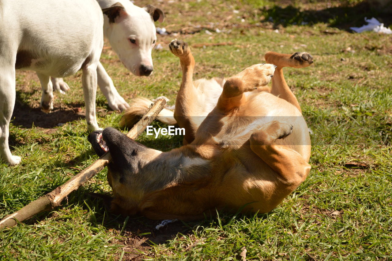 High angle view of stray dogs on grassy field