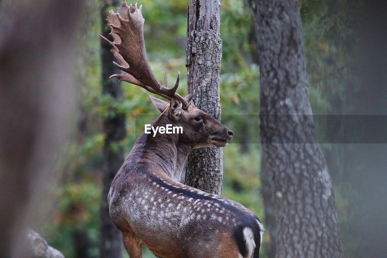 DEER IN FOREST