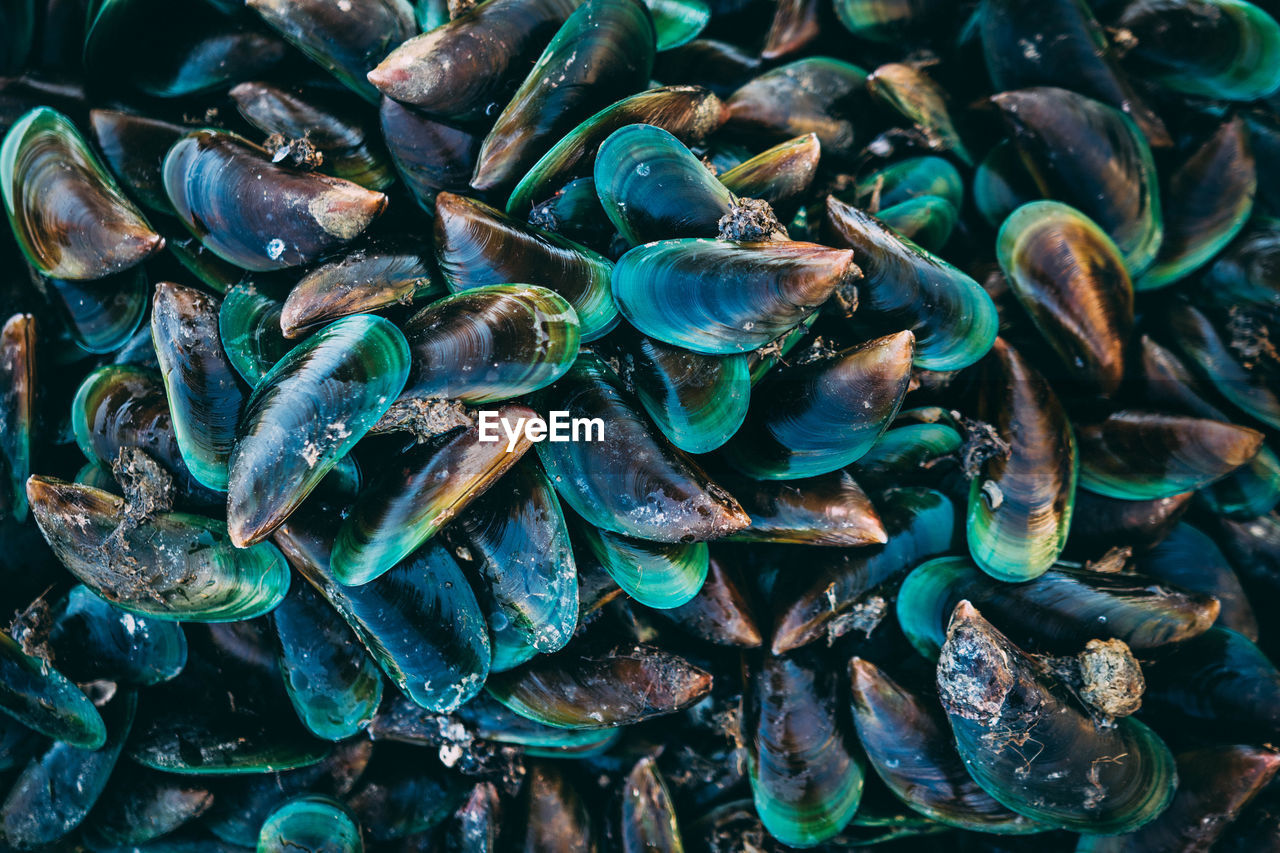 Full frame shot of mussels