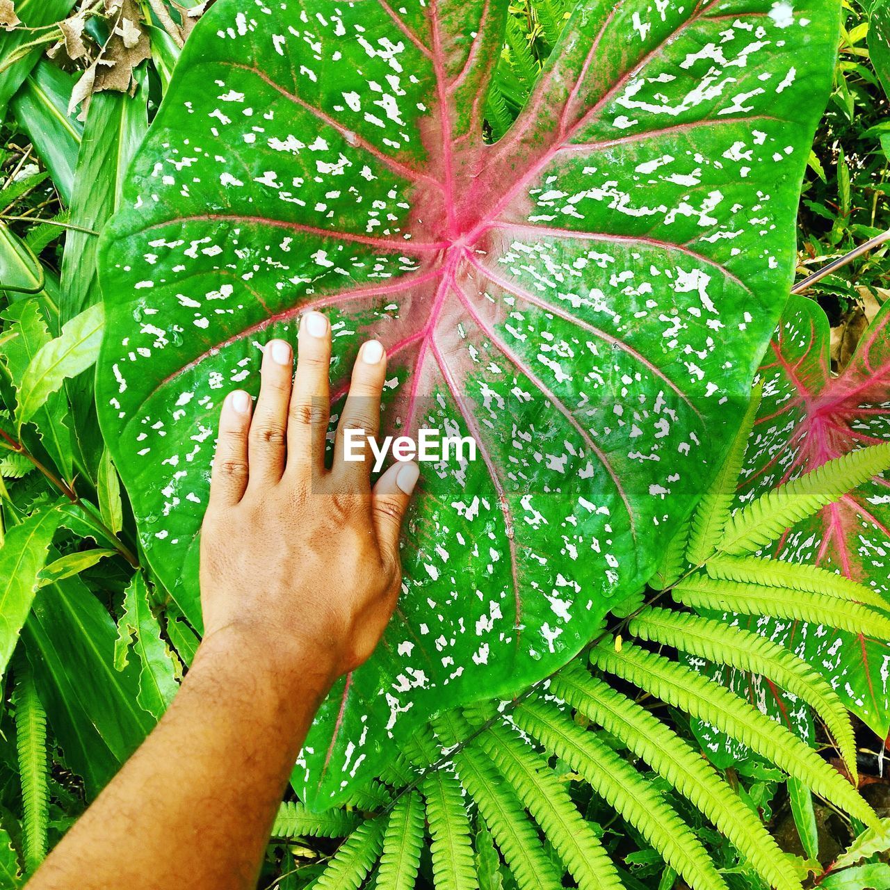 CLOSE-UP OF HUMAN HAND HOLDING LEAF
