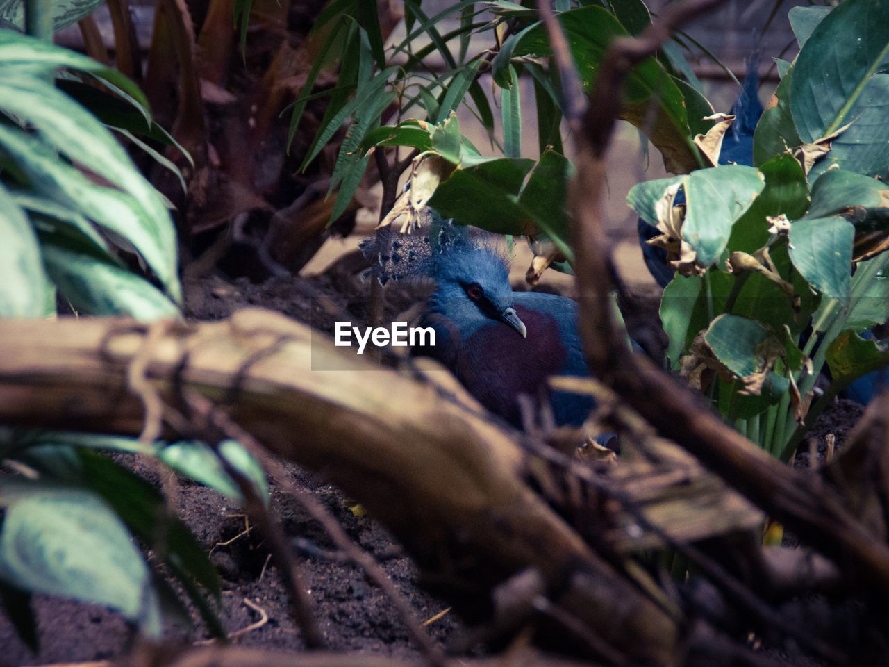 Close-up of bird amidst plants