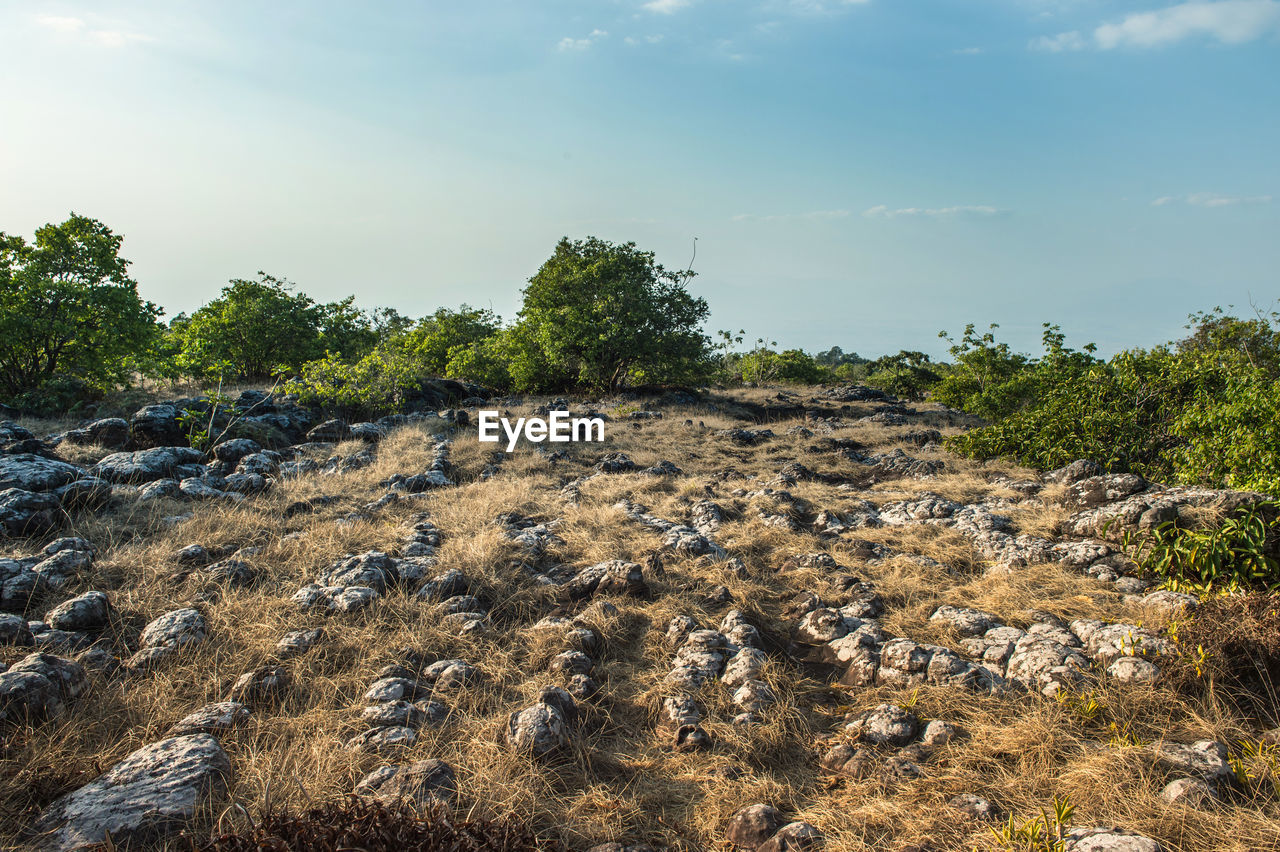 Stone field landscape with blue sky, phu hin rong kla national park.