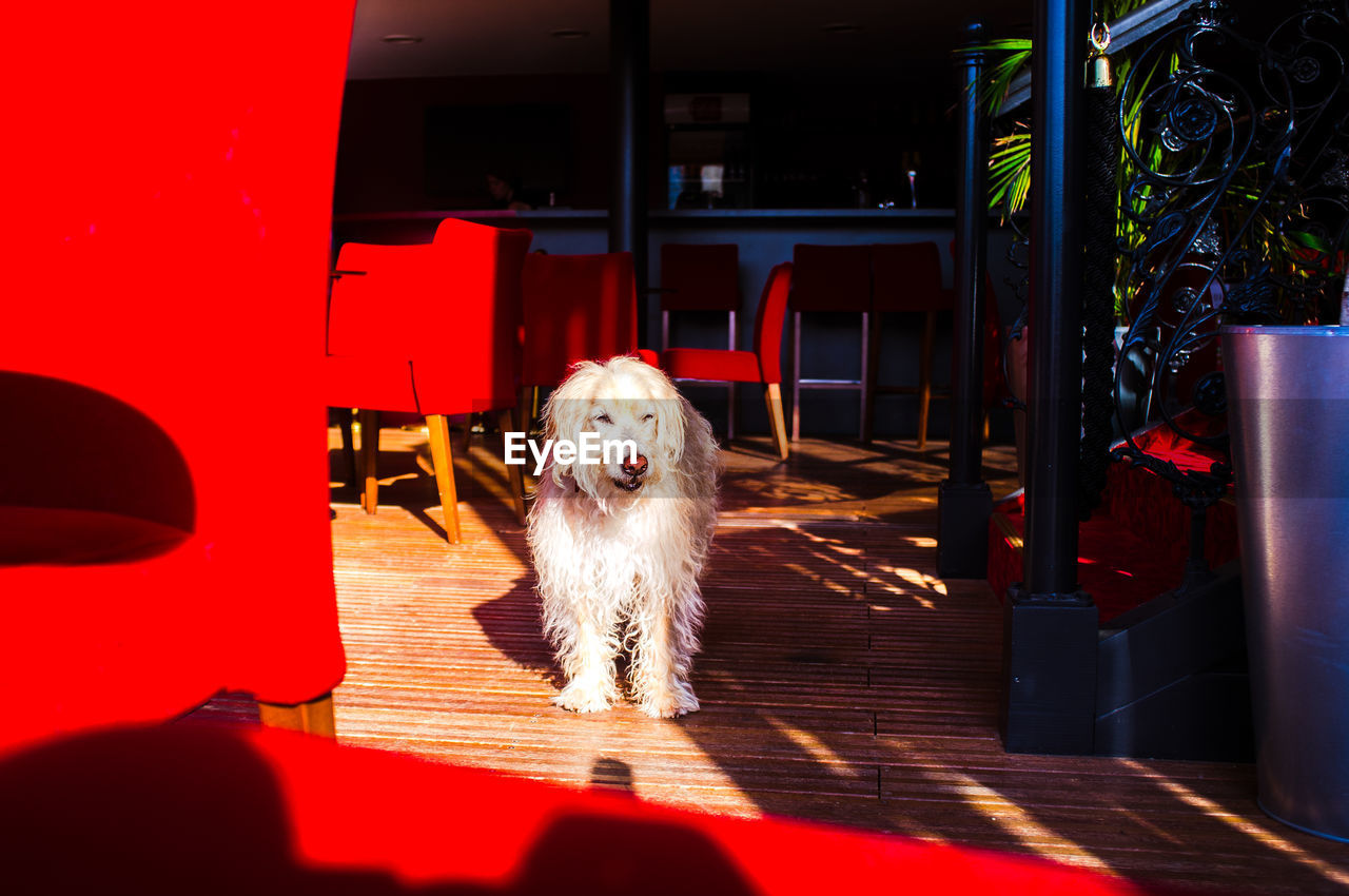 Dog looking away while standing in restaurant
