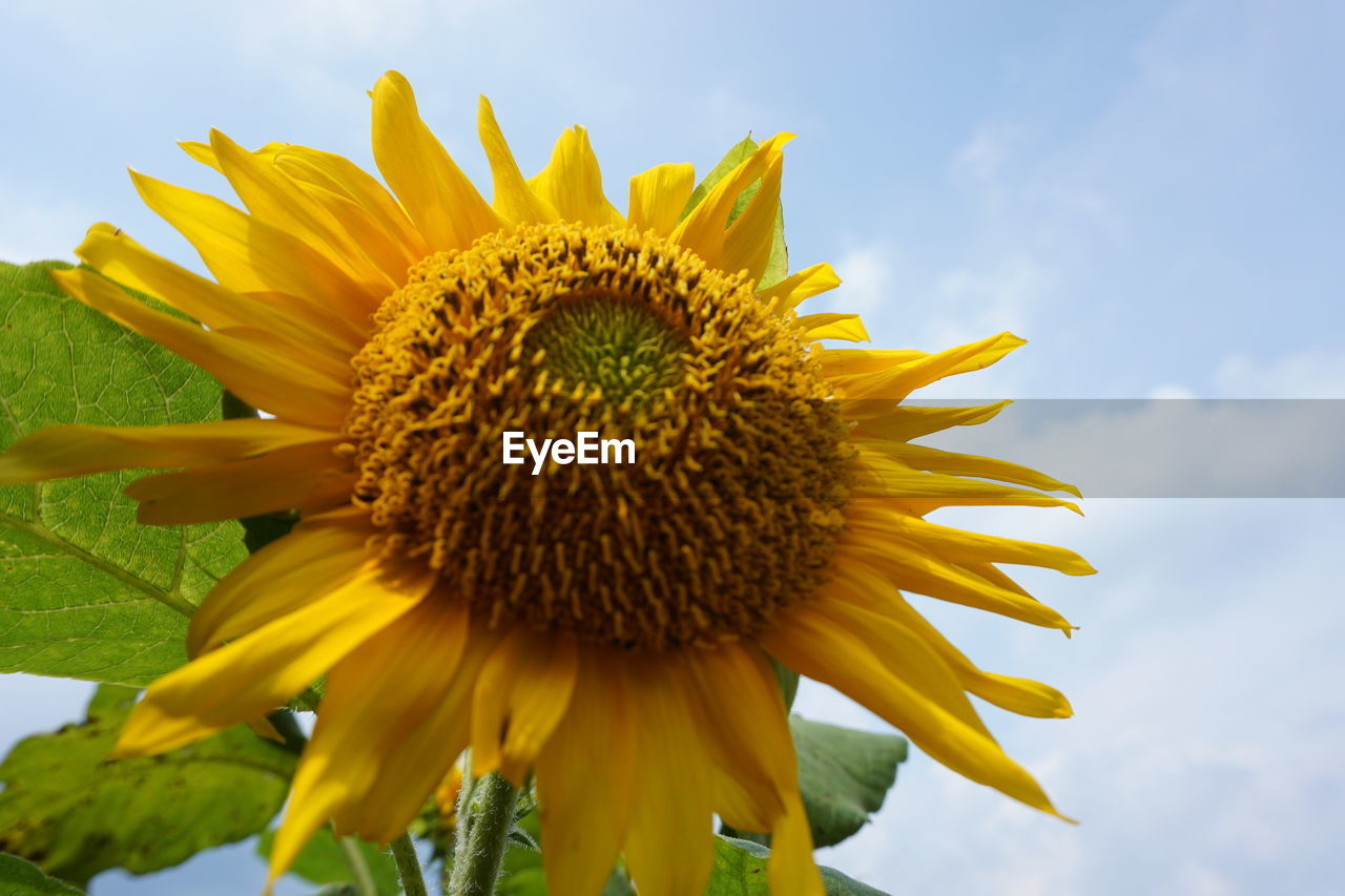 CLOSE-UP OF YELLOW SUNFLOWER