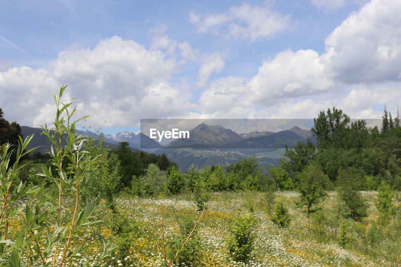 plant, sky, mountain, environment, natural environment, landscape, meadow, cloud, scenics - nature, wilderness, nature, tree, land, beauty in nature, grass, grassland, mountain range, vegetation, no people, rural area, ridge, prairie, forest, tranquility, flower, growth, outdoors, travel, tranquil scene, travel destinations, non-urban scene, valley, green, day, field, plateau, tourism, shrubland, wildflower
