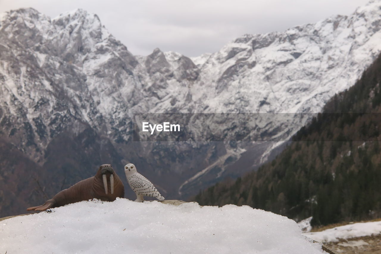 Scenic view of snowcapped mountains with toy walrus and owl in the foreground