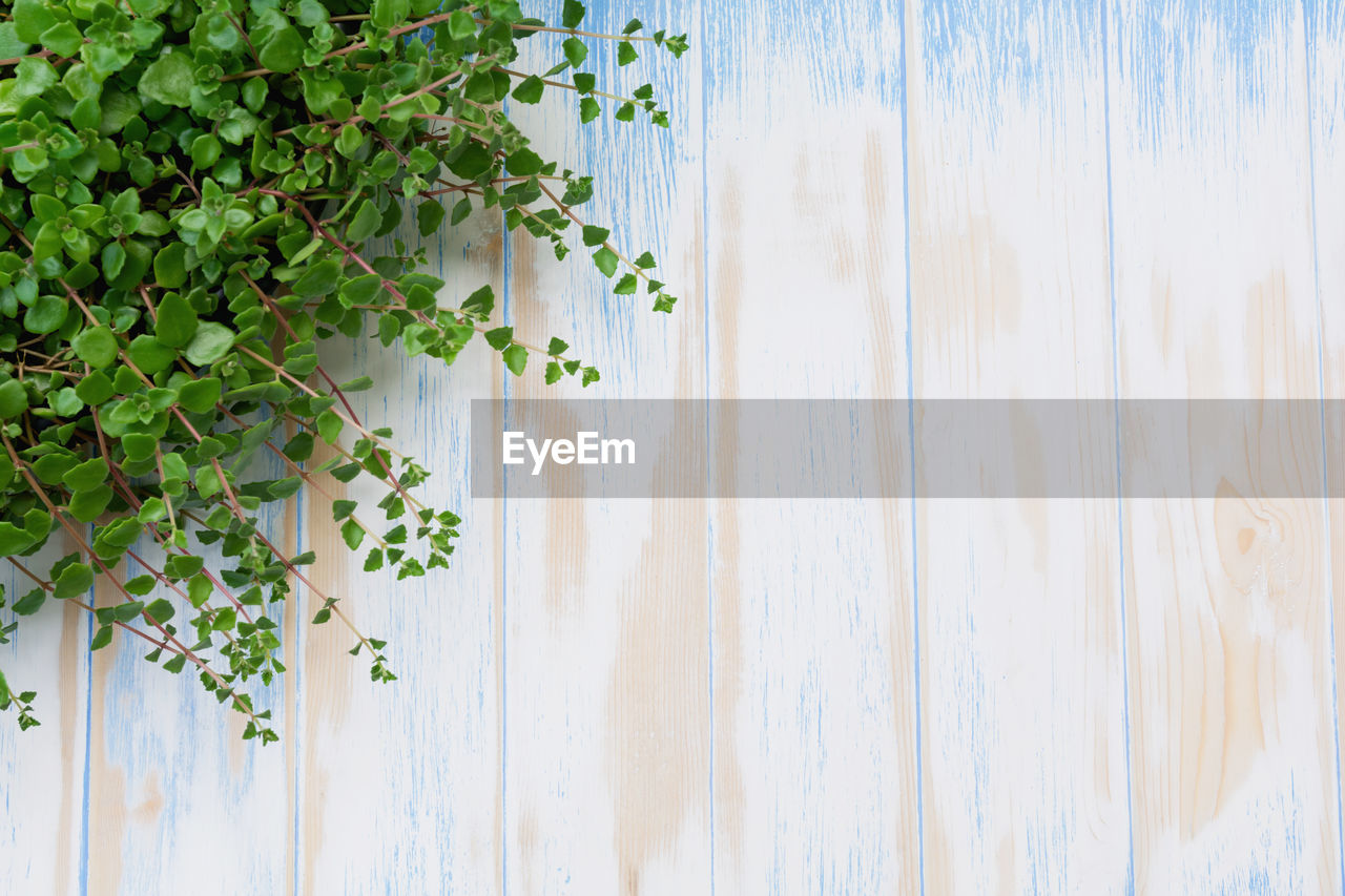 CLOSE-UP OF PLANTS AGAINST WALL