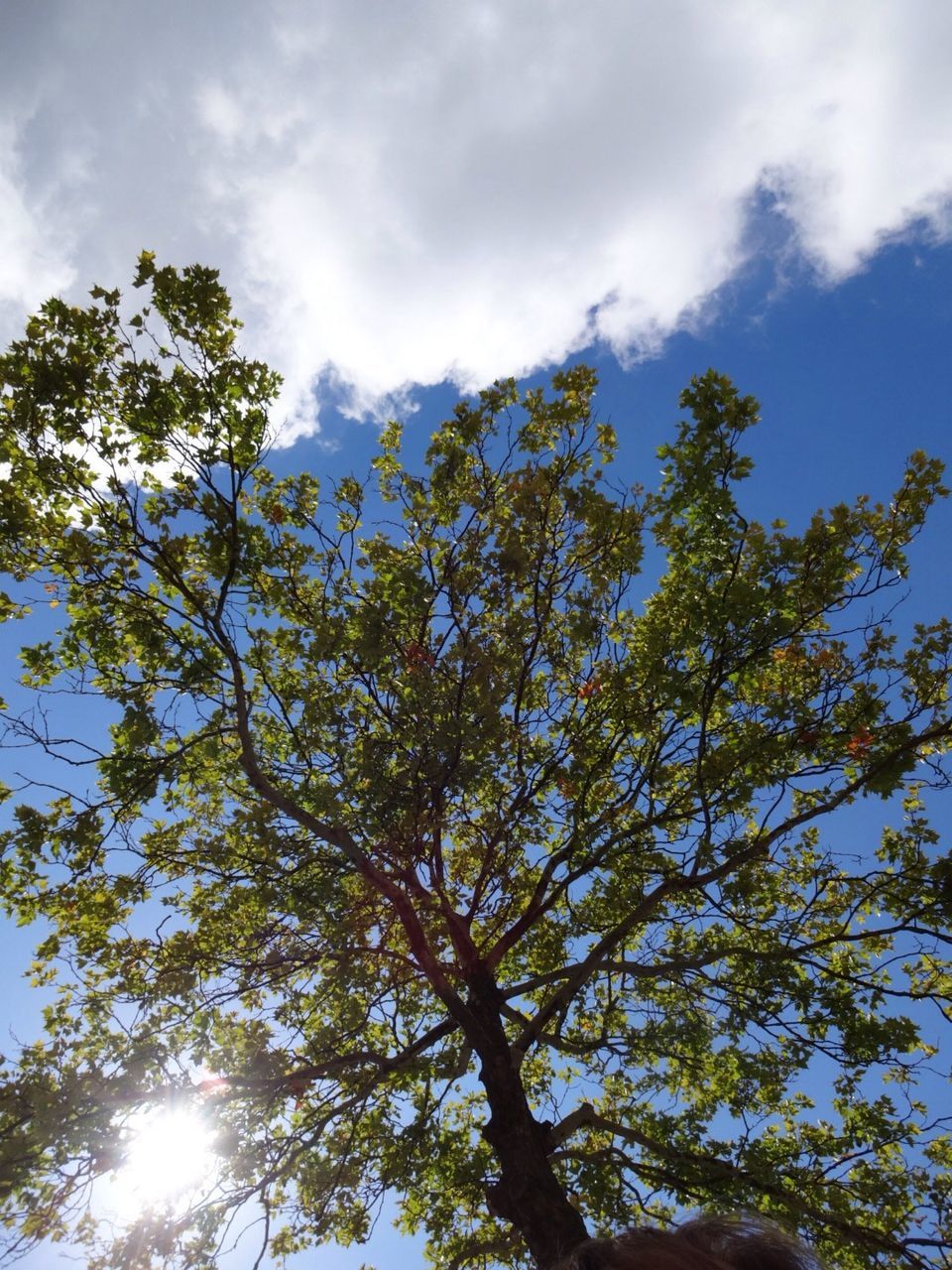 LOW ANGLE VIEW OF TREES AGAINST SKY