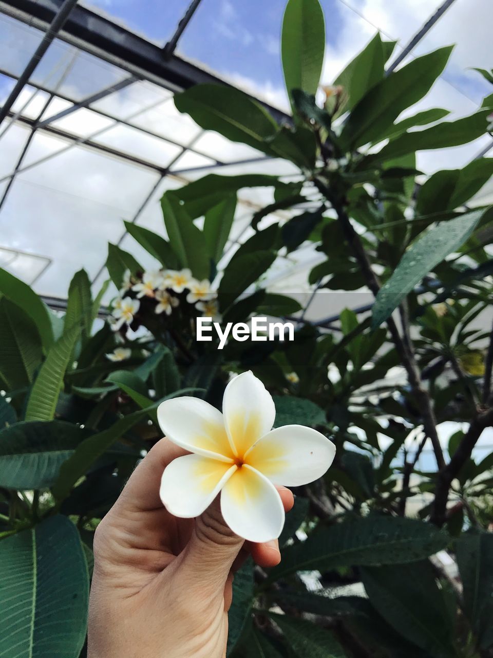Frangipani blossom in greenhouse