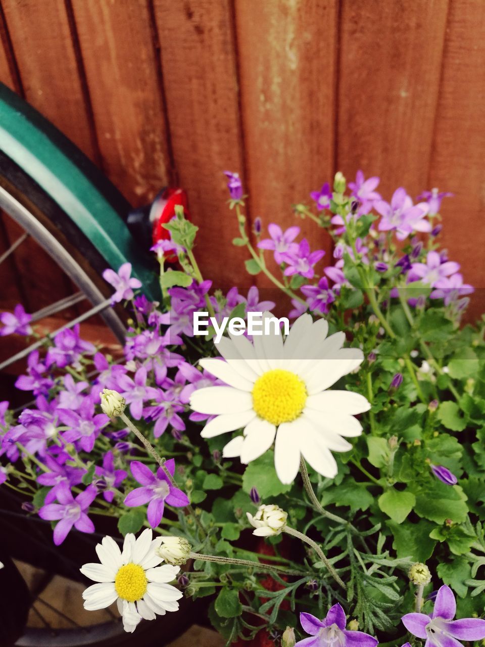 HIGH ANGLE VIEW OF PINK DAISY FLOWER