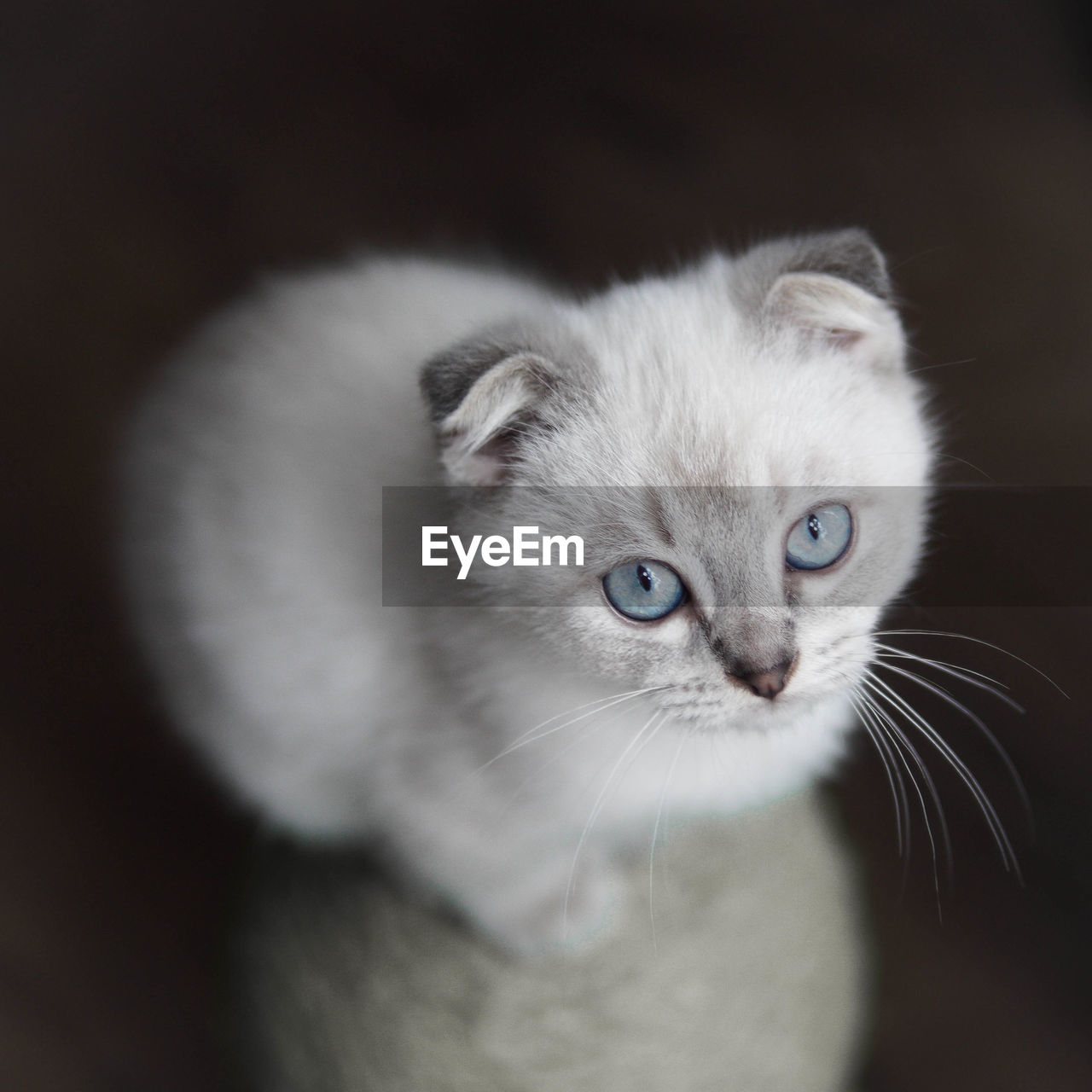 Close-up portrait of white lynx point scottish fold british shorthair cat kitten blue eyes