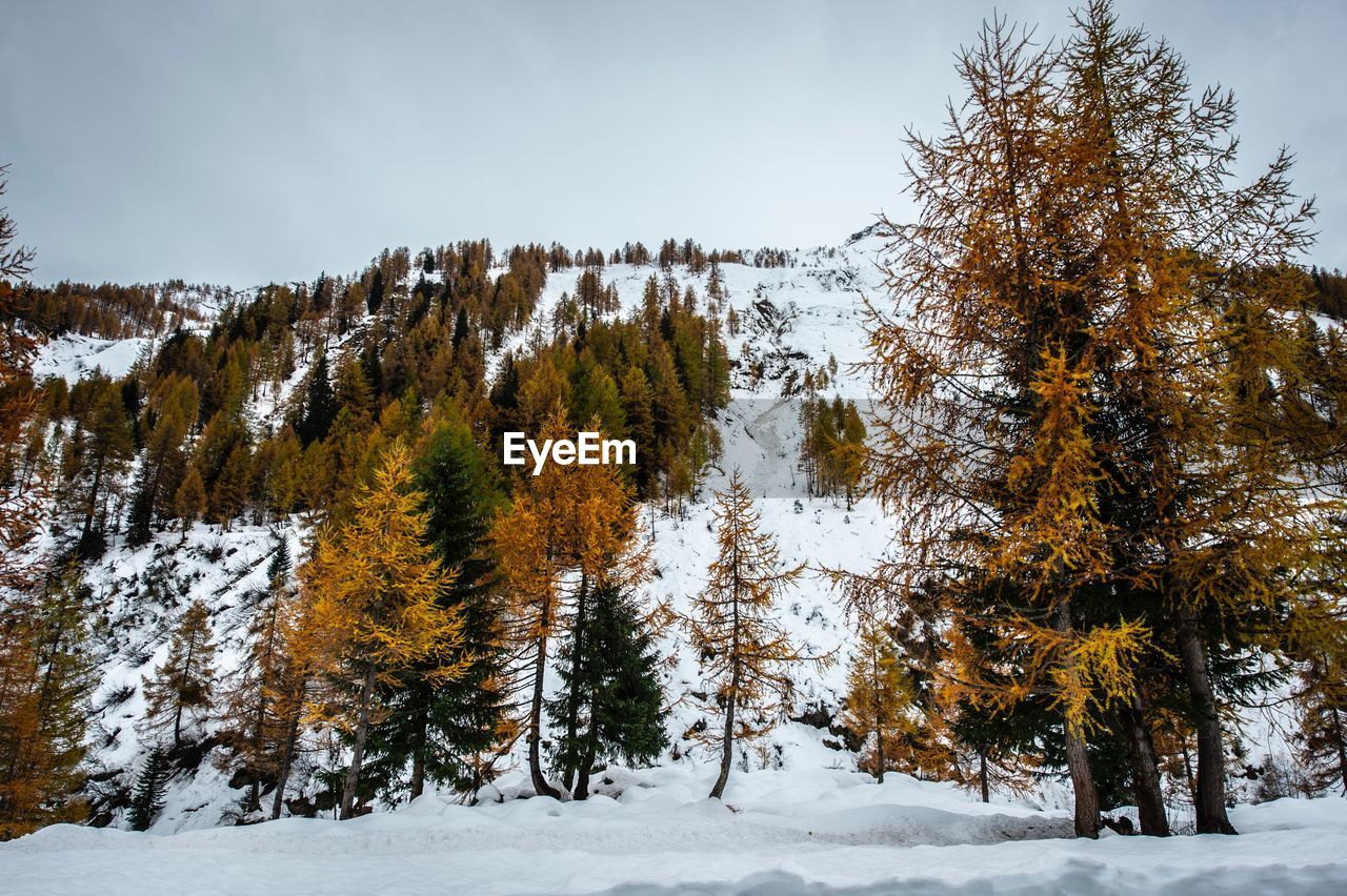 TREES ON SNOW COVERED LANDSCAPE AGAINST SKY