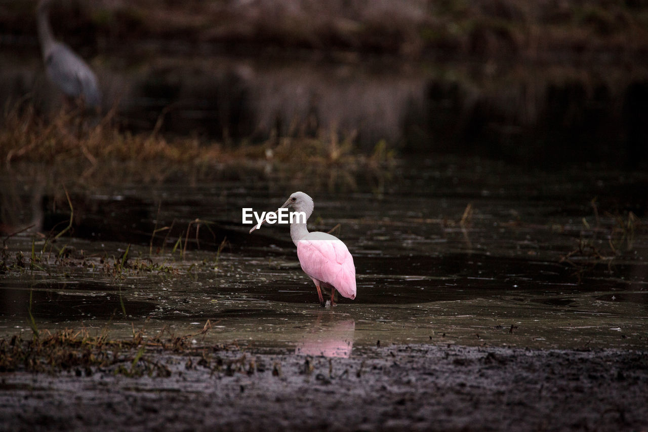 CLOSE-UP OF BIRD IN WATER