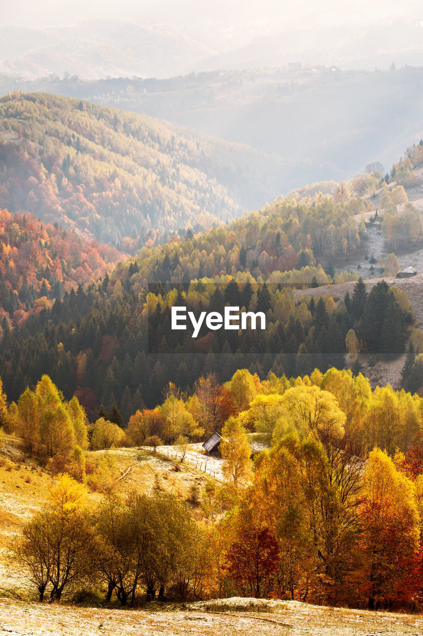 SCENIC VIEW OF FOREST AGAINST SKY