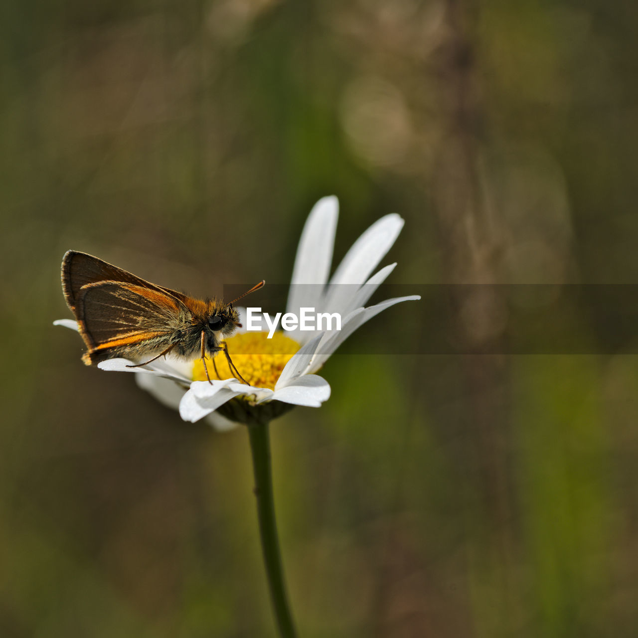 CLOSE-UP OF BUTTERFLY ON LEAF