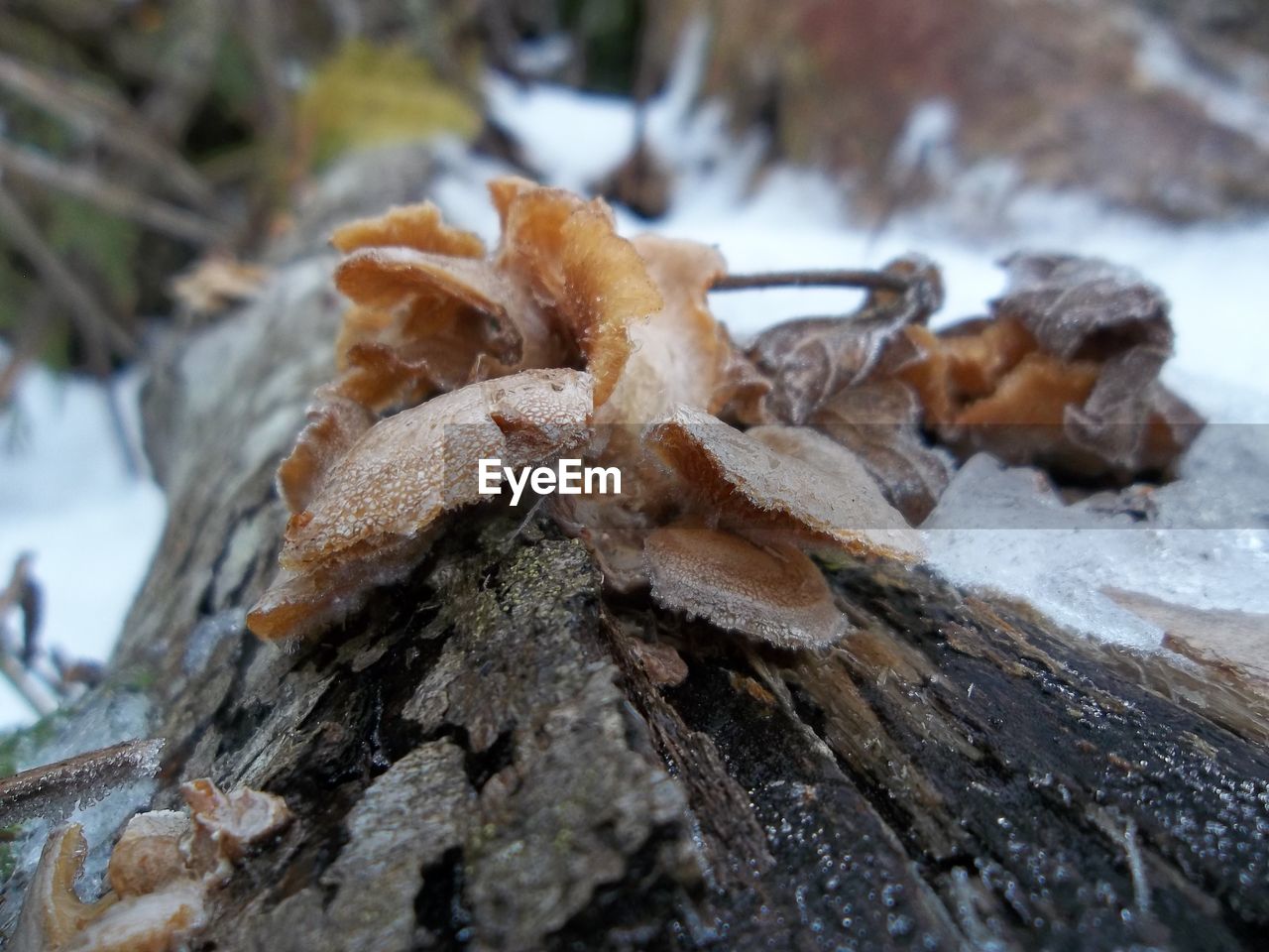 CLOSE-UP OF DEAD TREE TRUNK