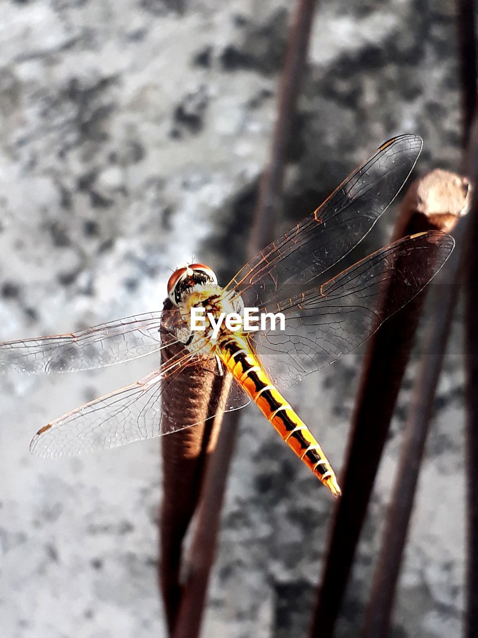 CLOSE-UP OF BUTTERFLY ON LEAF