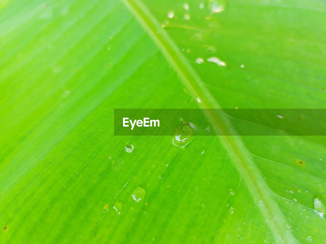 FULL FRAME SHOT OF WET LEAVES