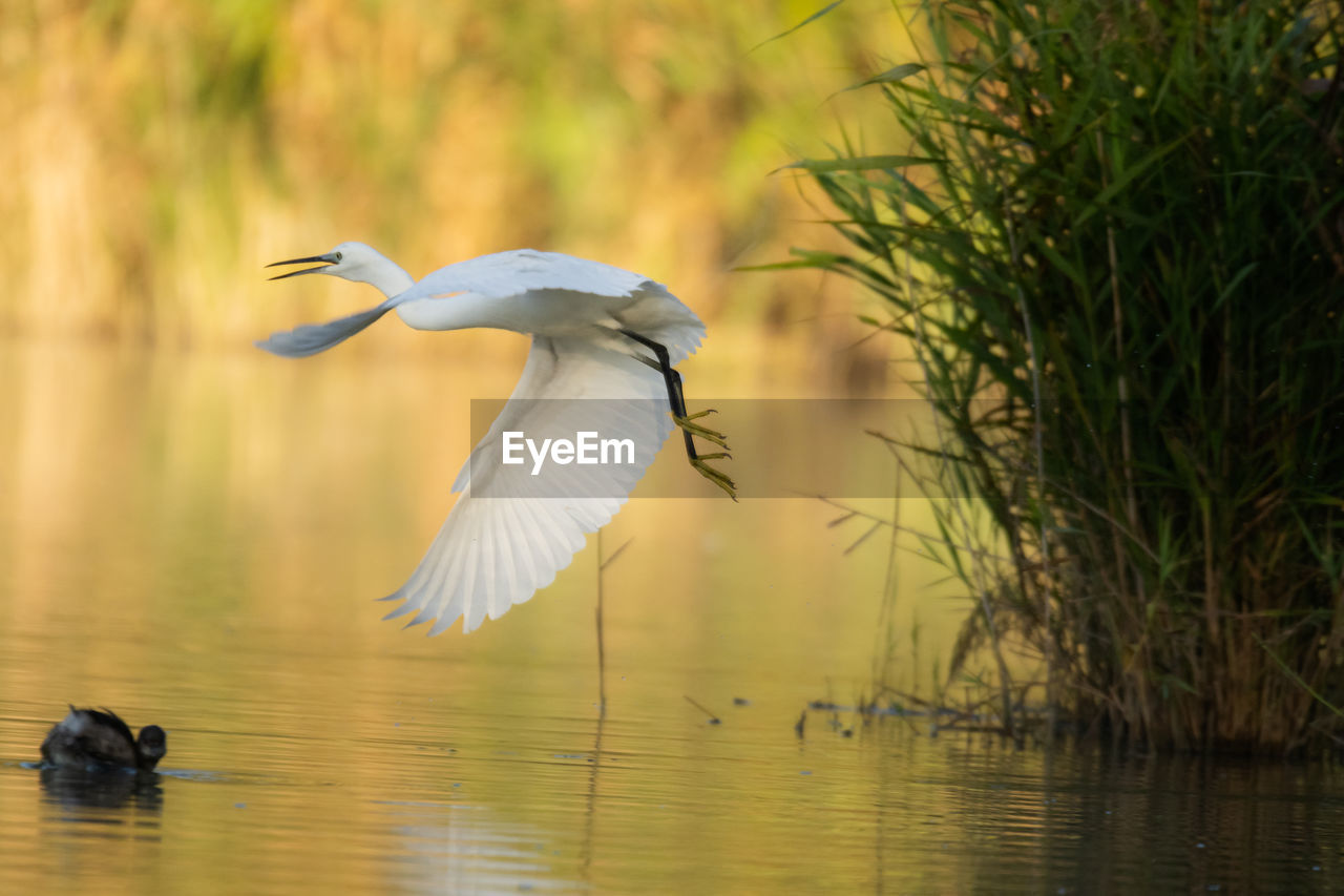 animal themes, animal wildlife, animal, bird, wildlife, water, heron, one animal, nature, flying, no people, lake, reflection, animal body part, water bird, beak, plant, wetland, outdoors, beauty in nature, spread wings