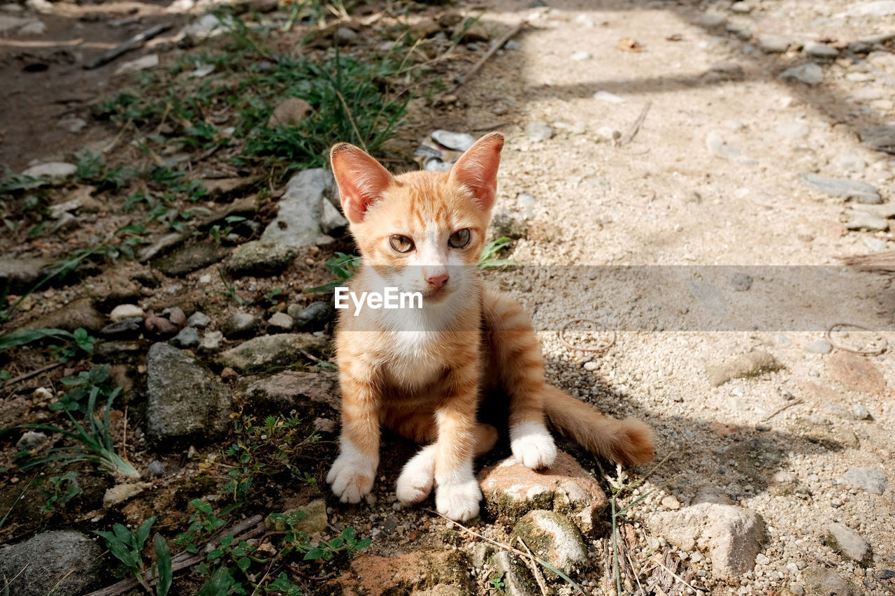 animal, animal themes, mammal, pet, cat, one animal, domestic animals, looking at camera, domestic cat, portrait, feline, no people, small to medium-sized cats, land, nature, sitting, day, carnivore, felidae, kitten, high angle view, whiskers, field, young animal, sunlight, wildlife, outdoors