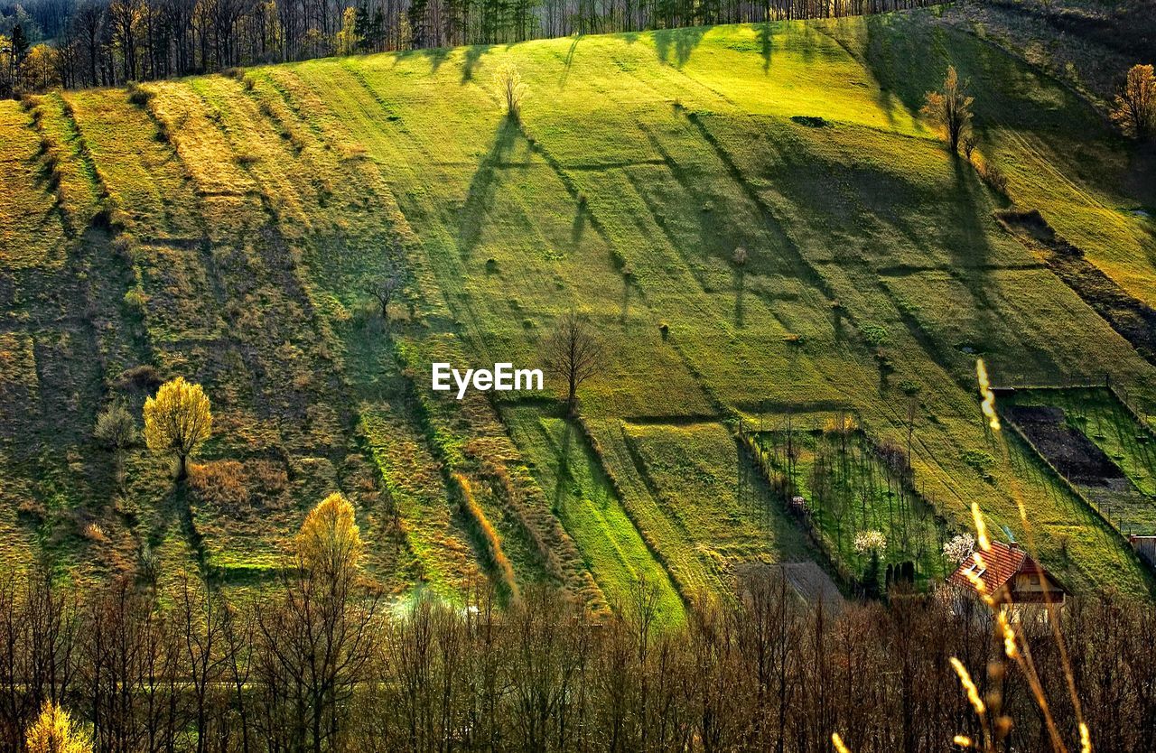 Scenic view of agricultural field