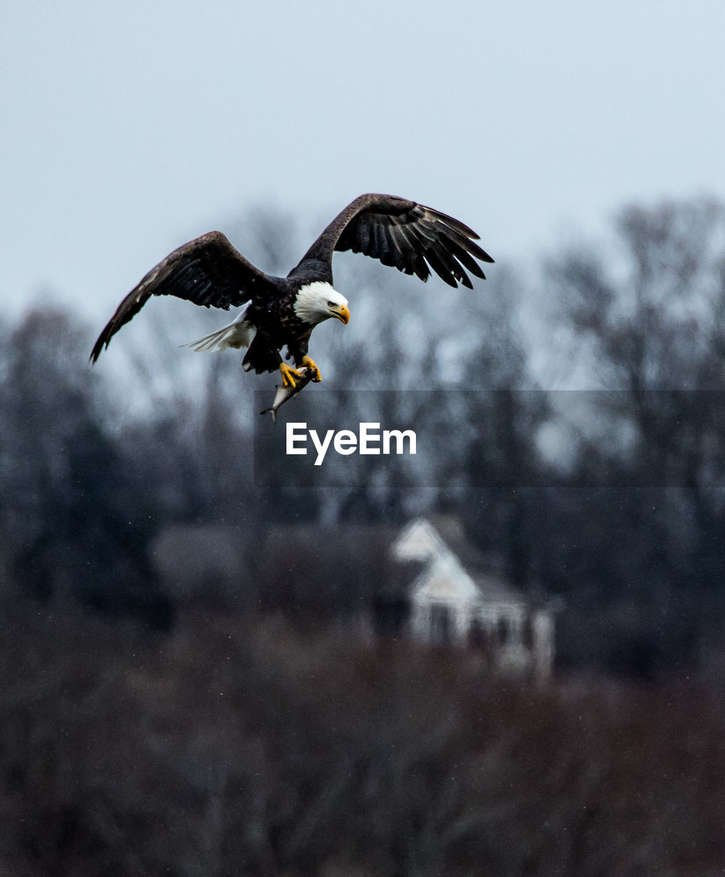 LOW ANGLE VIEW OF EAGLE FLYING IN THE SKY