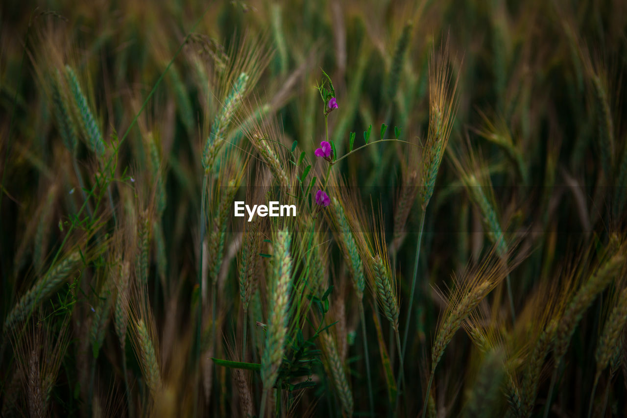Purple flowers blooming in wheat field