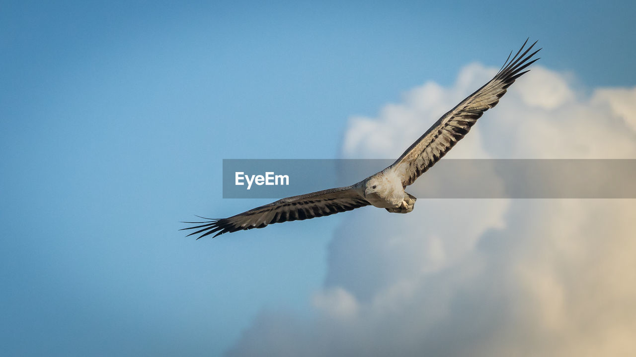 LOW ANGLE VIEW OF EAGLE FLYING