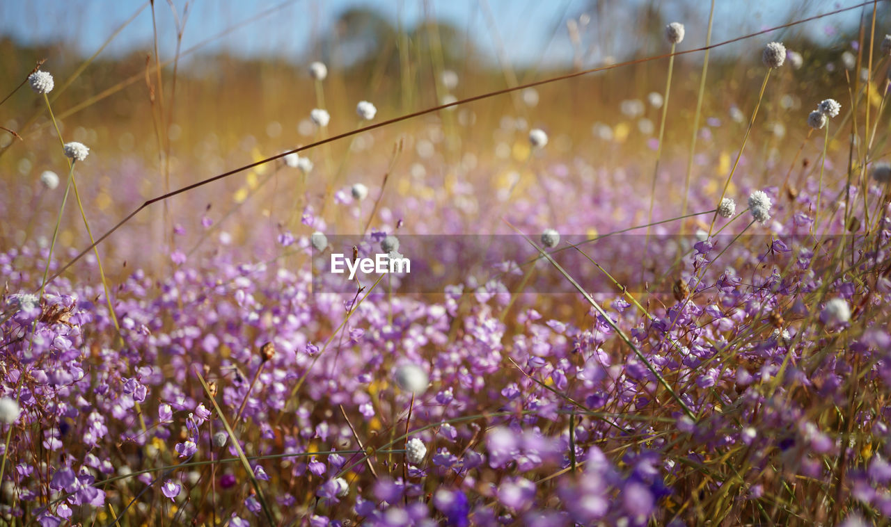 plant, flower, flowering plant, nature, beauty in nature, growth, freshness, fragility, field, purple, land, grass, selective focus, close-up, no people, meadow, macro photography, lavender, focus on foreground, day, outdoors, tranquility, wildflower, springtime, sunlight, water, sky, landscape, leaf, environment, blossom