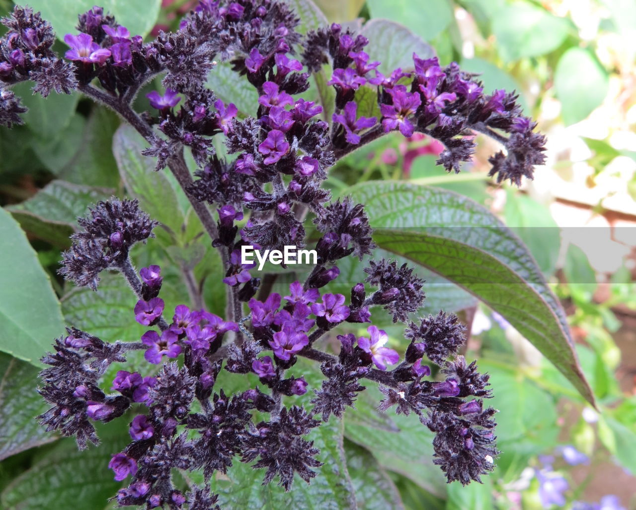 CLOSE-UP OF PURPLE PLANT