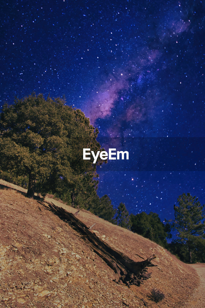 SCENIC VIEW OF TREES AGAINST SKY