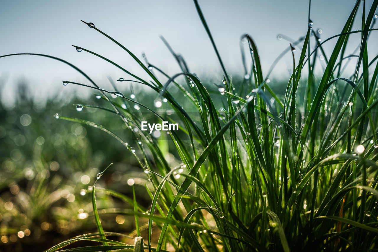 Close-up of water drops on grass