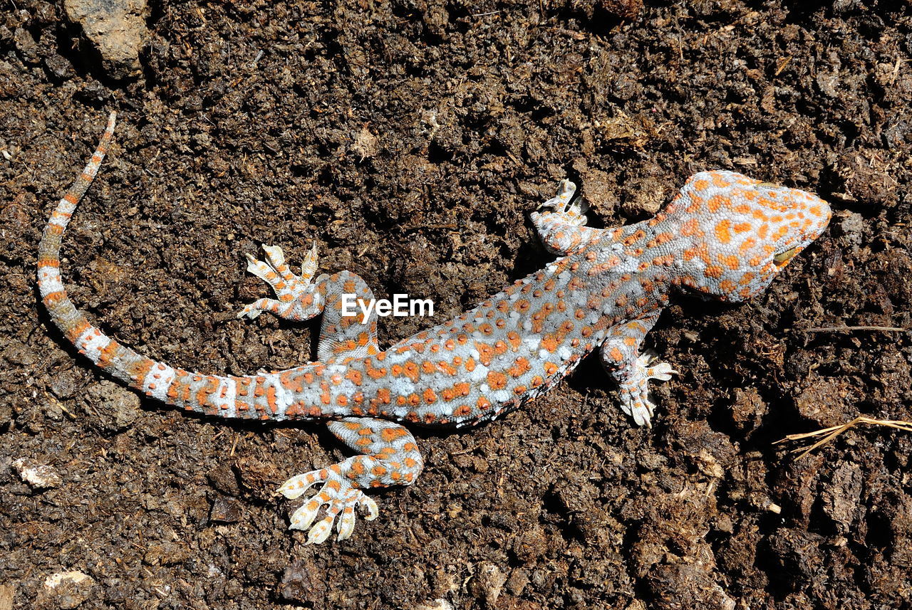 High angle view of gecko lizard on cow dung