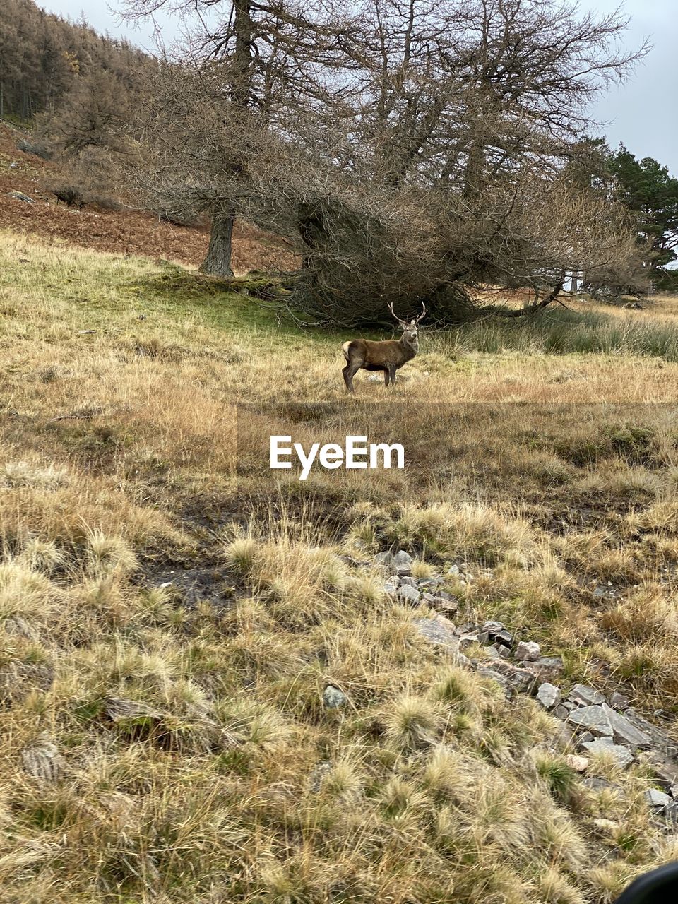 VIEW OF SHEEP ON FIELD