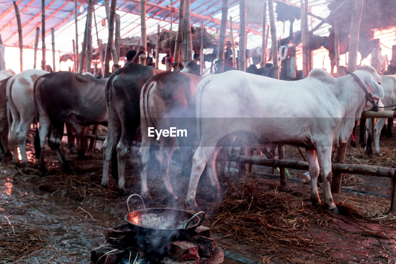 Steamed container against cows at farm