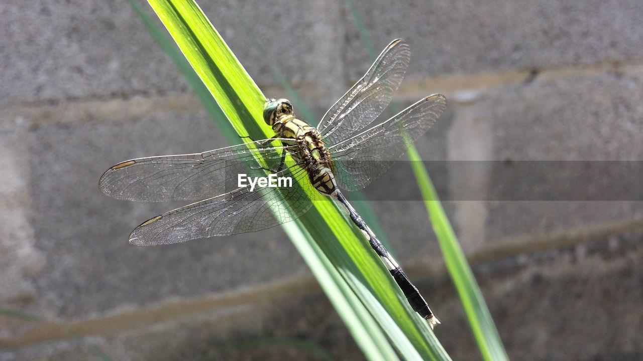 Close-up of damselfly on plant