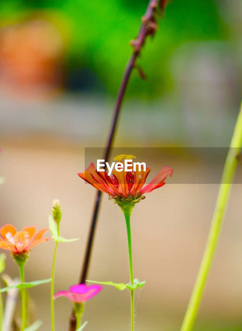 Close-up of flowering plant