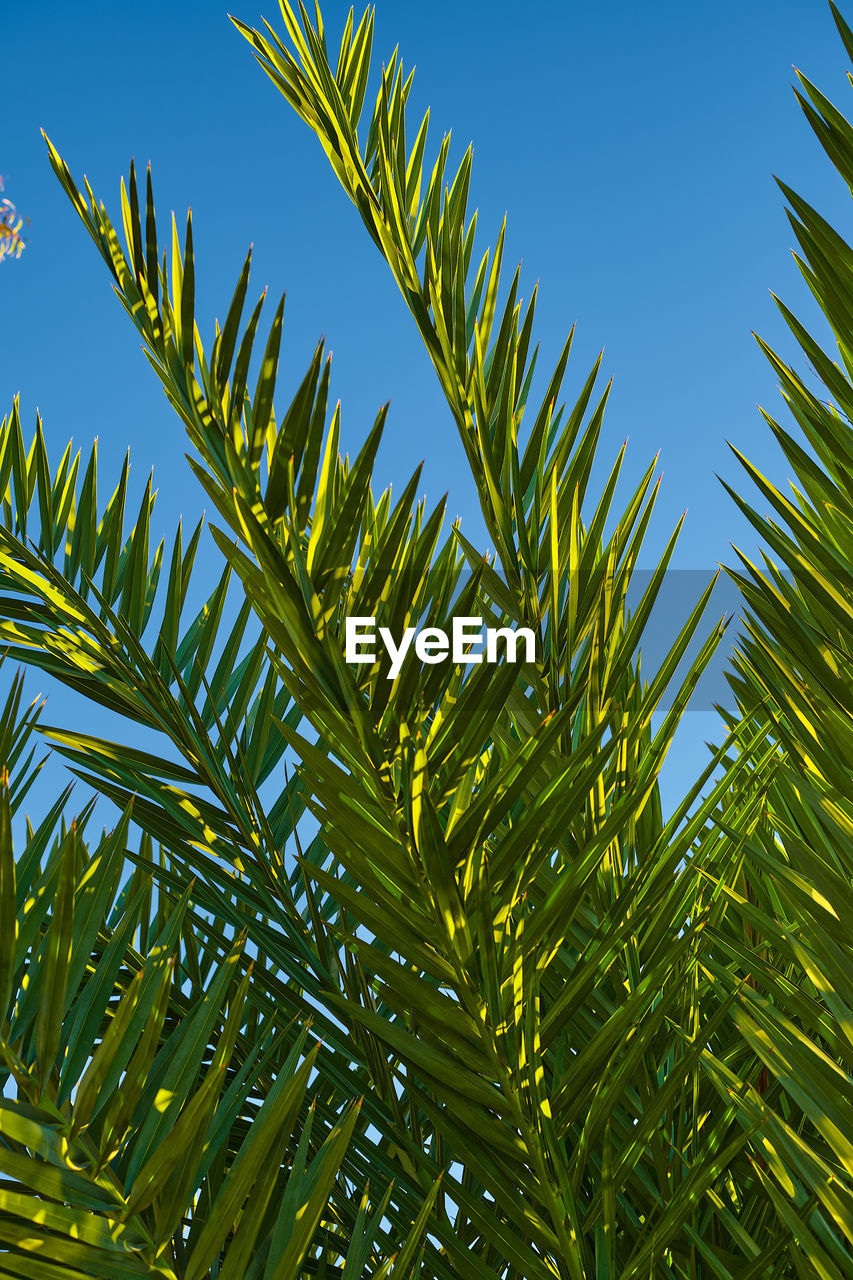 Green branches of a palm tree close-up against the blue sky, vertical postcard for palm sunday