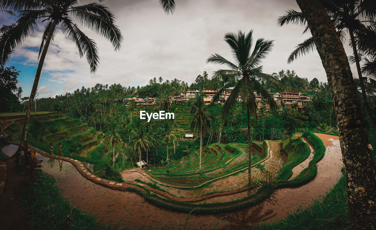 PANORAMIC VIEW OF COCONUT PALM TREES ON FIELD AGAINST SKY