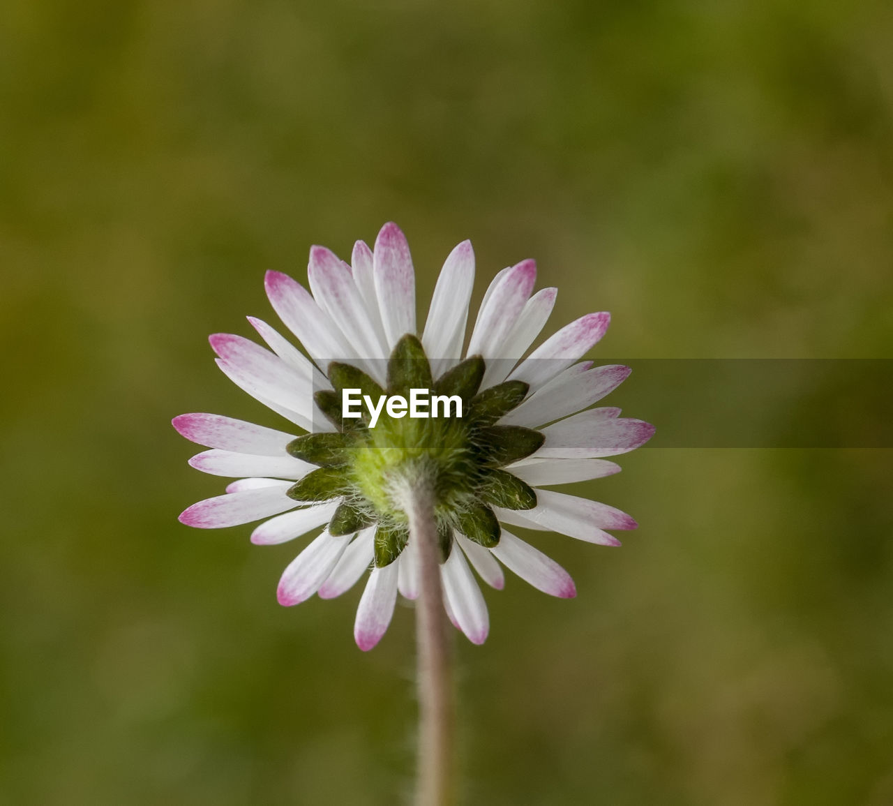 CLOSE-UP OF FLOWER BLOOMING