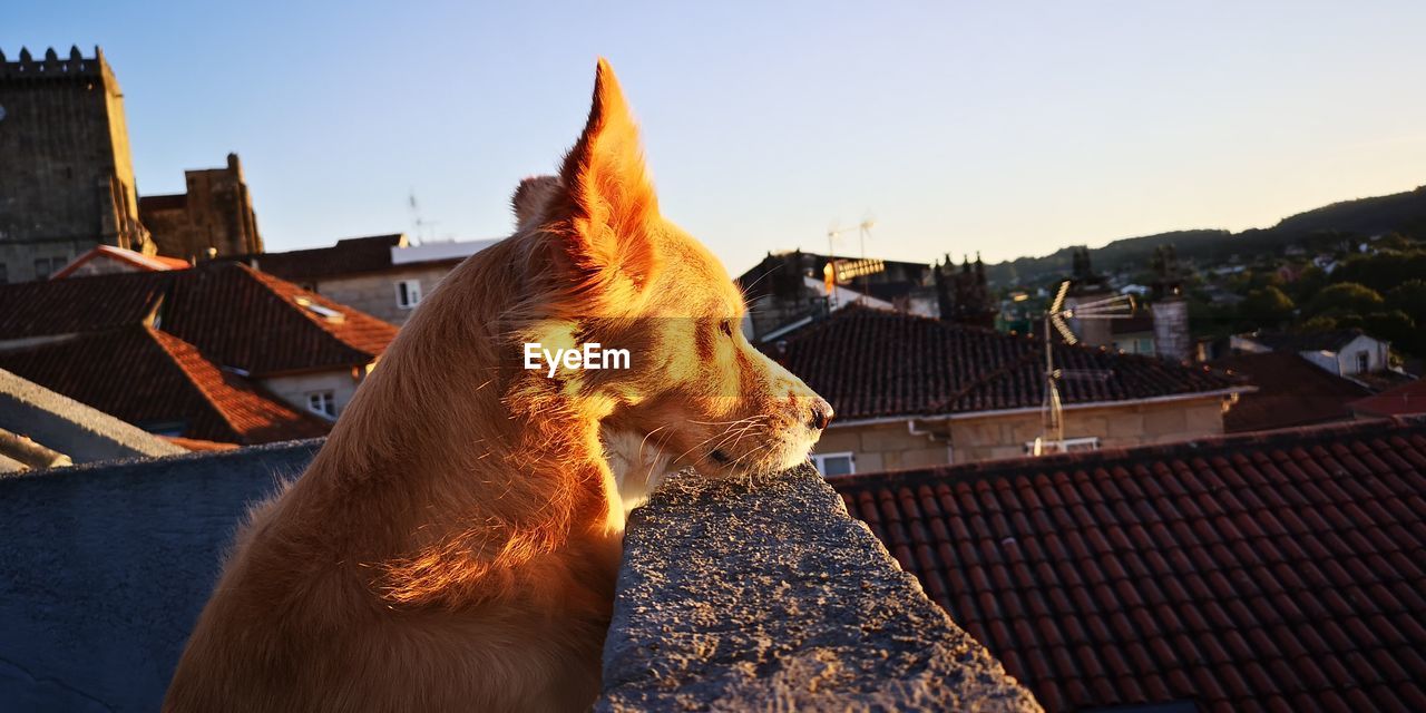 Dog on roof of building against sky