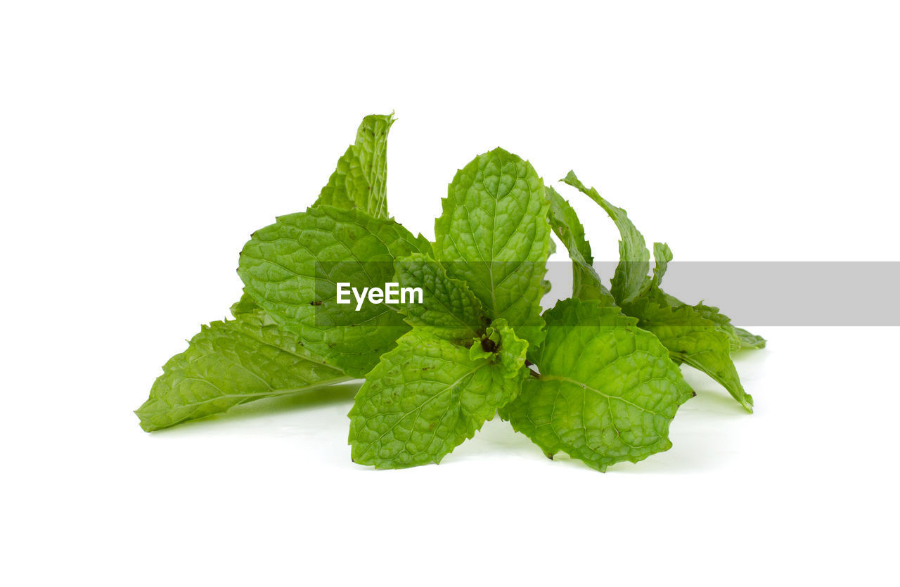 CLOSE-UP OF GREEN LEAVES AND WHITE BACKGROUND