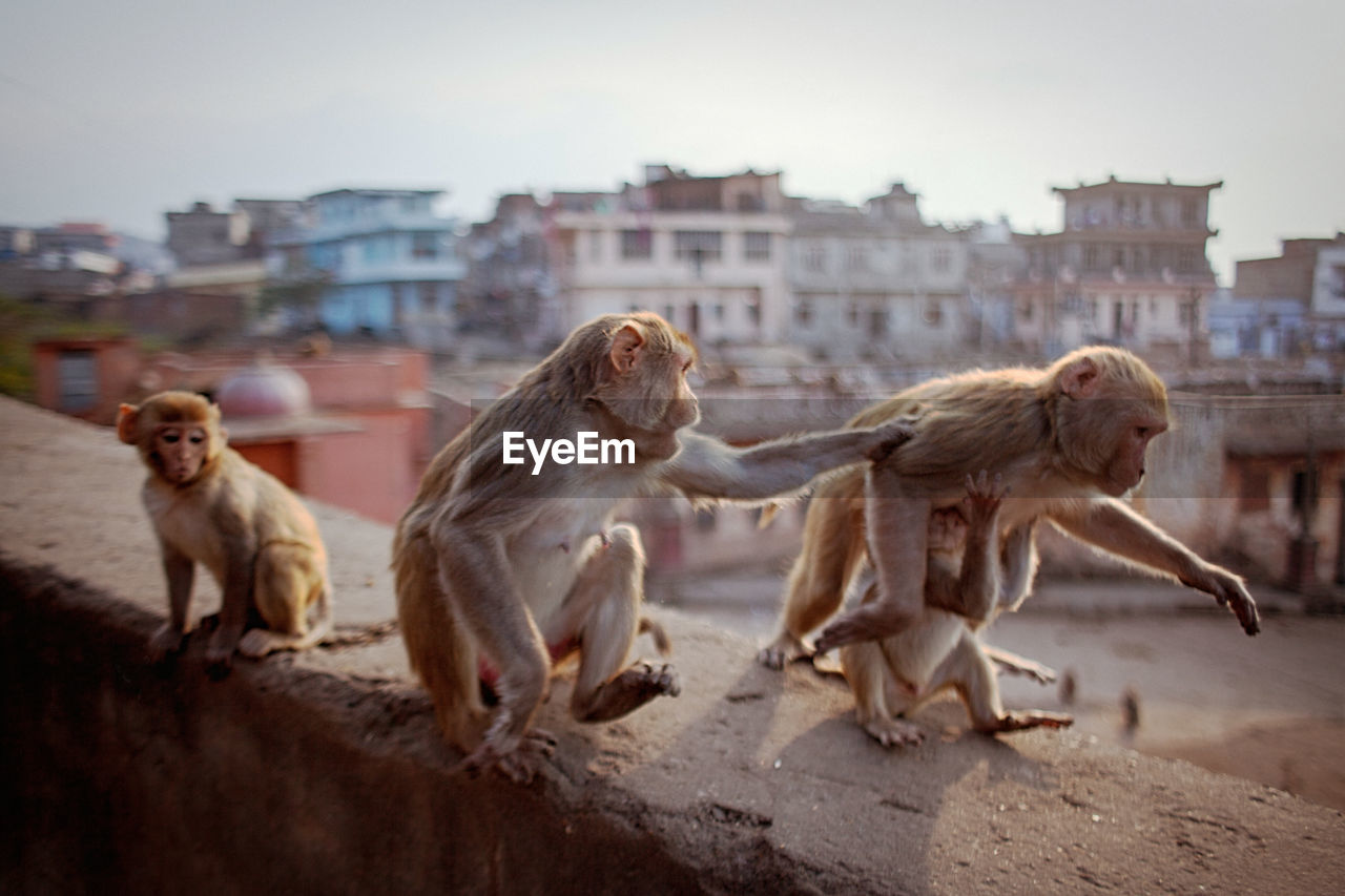 Monkeys sitting on retaining wall