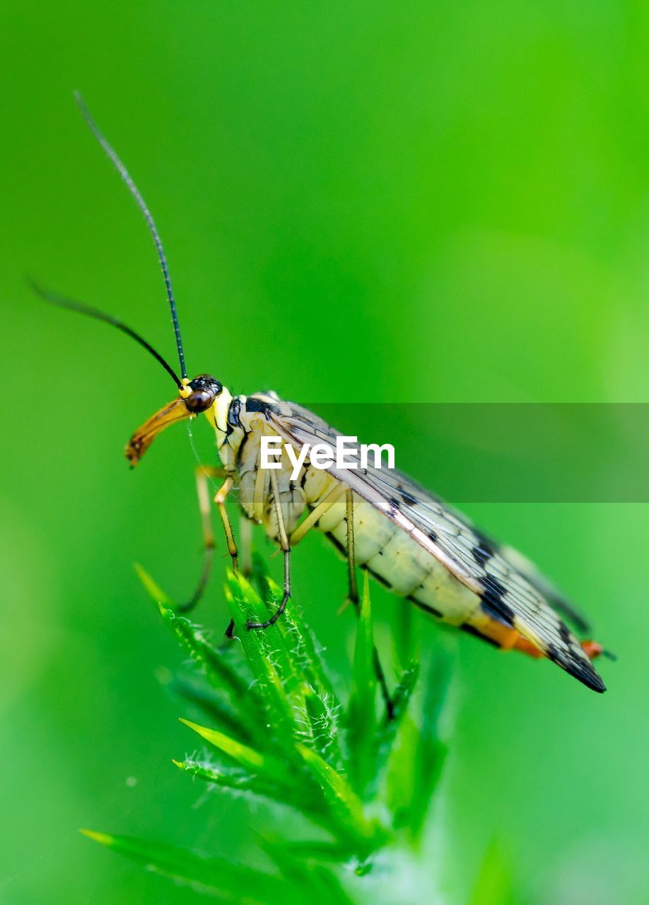 Macro shot of scorpion fly on plant