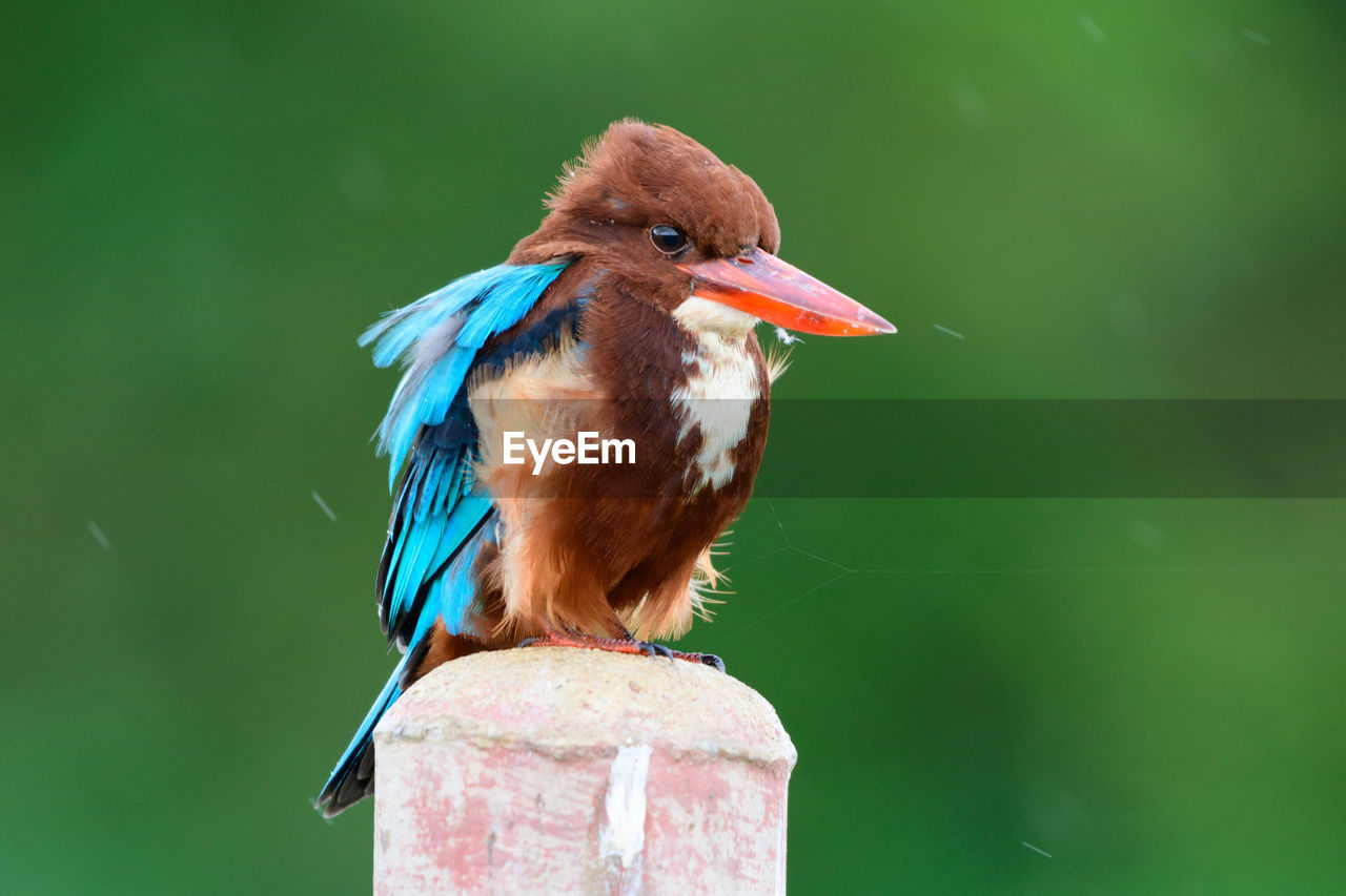 animal themes, bird, animal, animal wildlife, one animal, wildlife, beak, nature, perching, no people, focus on foreground, close-up, kingfisher, animal body part, day, outdoors, beauty in nature, green