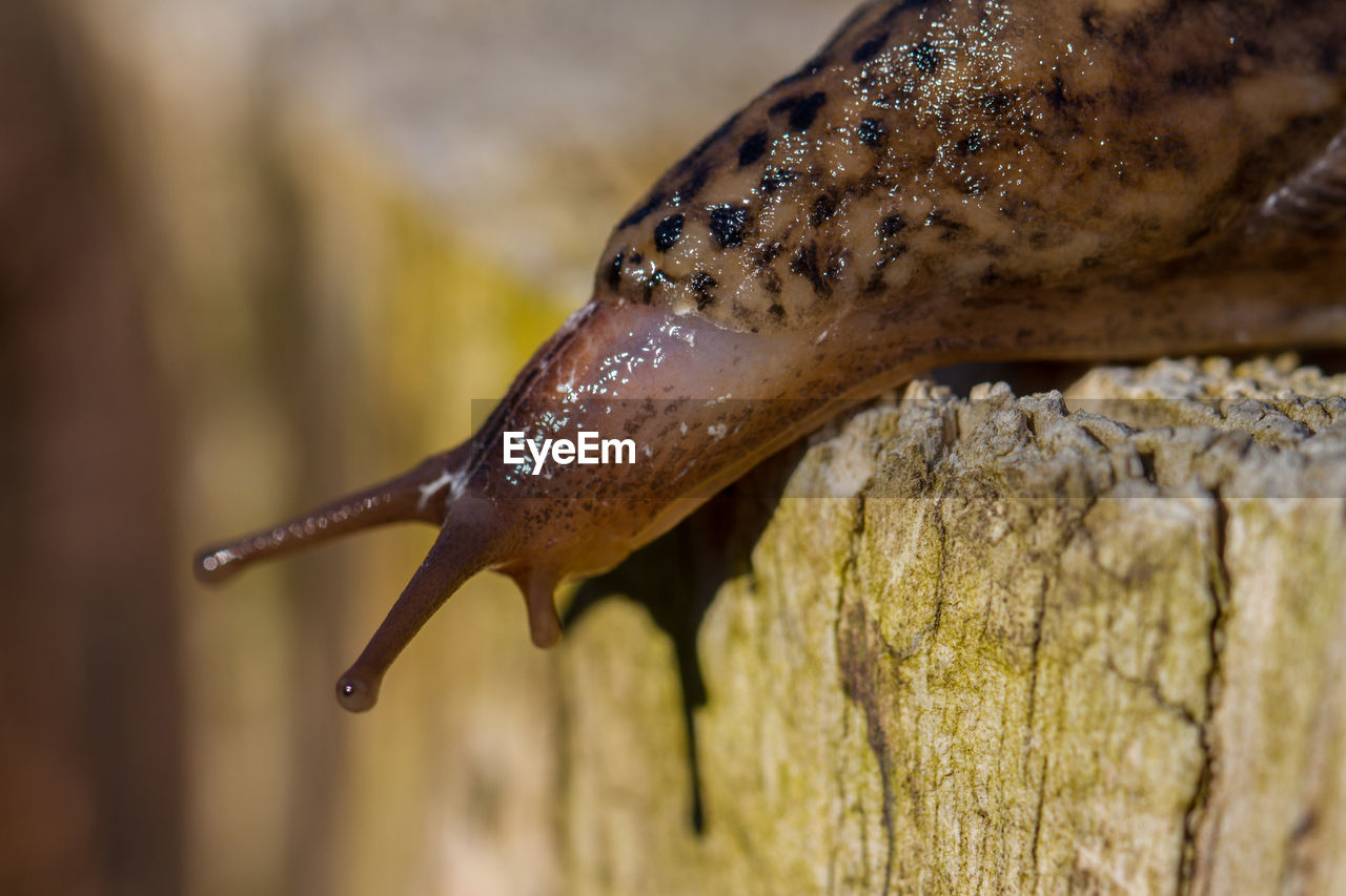 Close-up of snail on wood