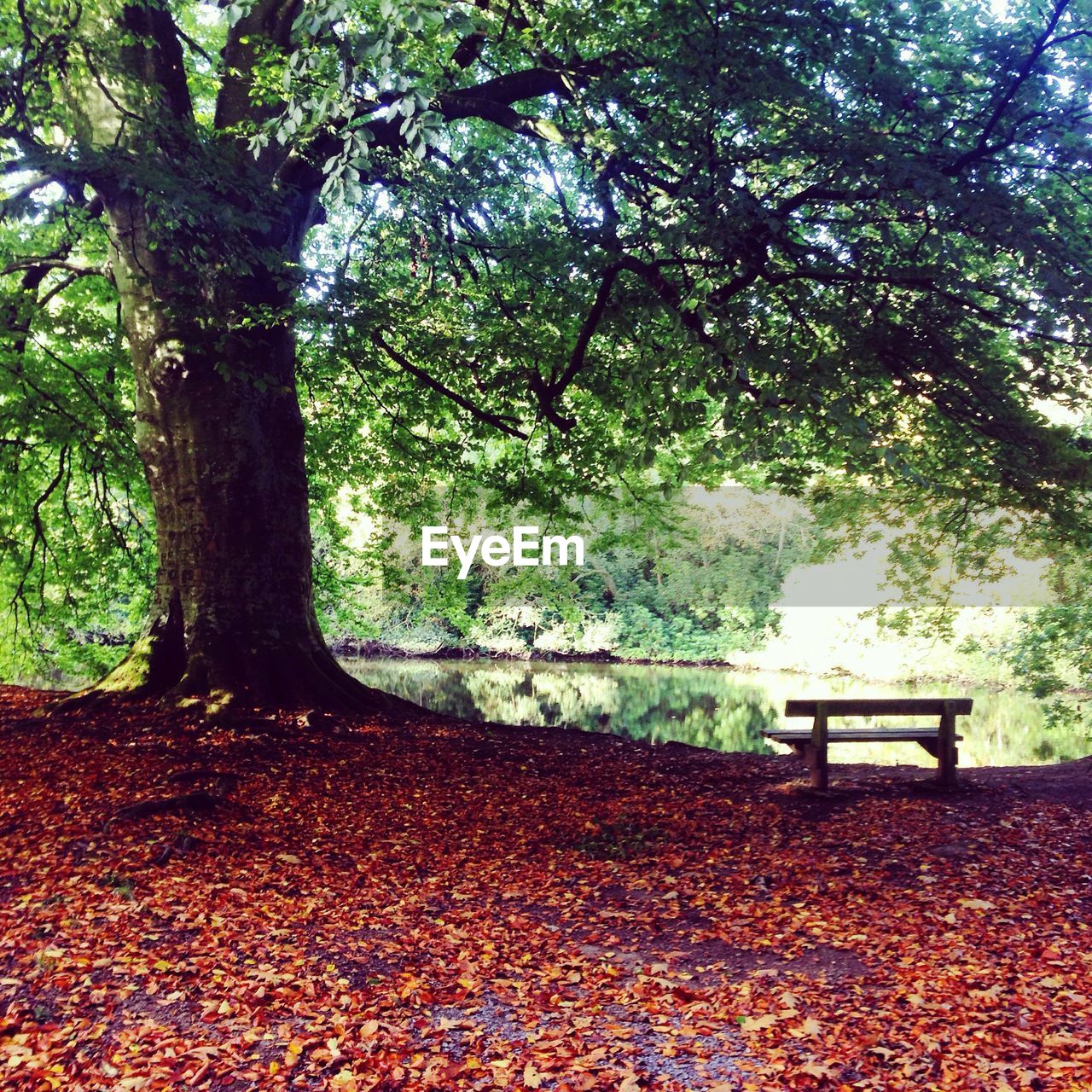 TREES IN PARK