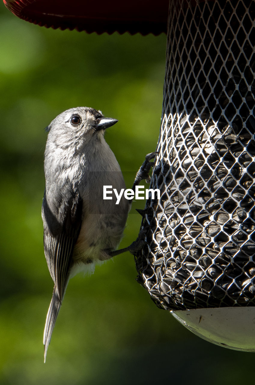 CLOSE-UP OF A BIRD PERCHING ON A FENCE